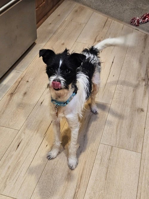 JACK - Terrier available for adoption