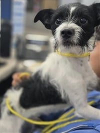 Jack - Photo 3