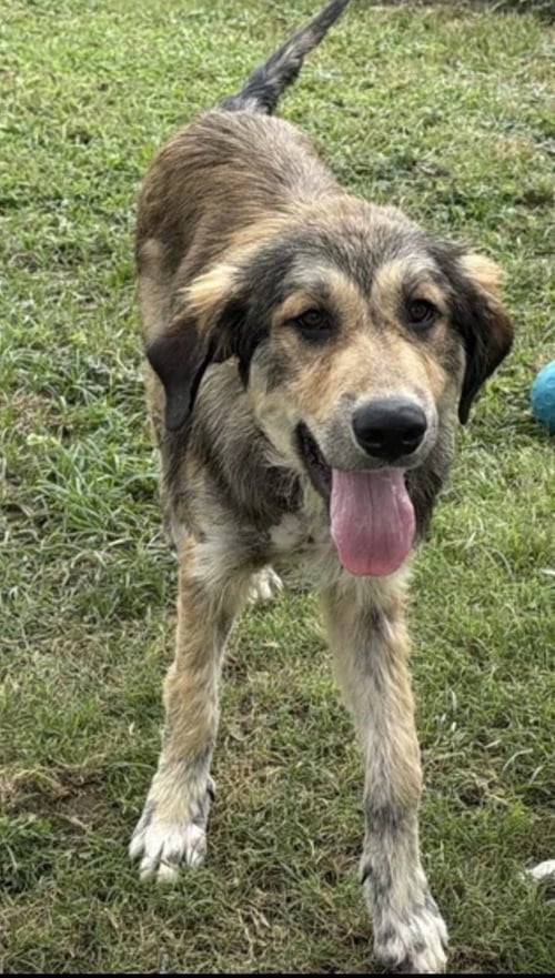 HONEY~FOSTER OR FOSTER TO ADOPT NEEDED~