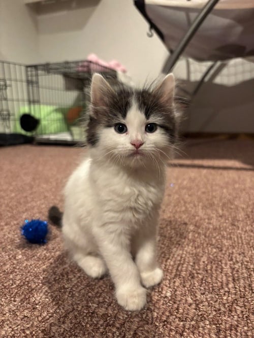 BANG - Domestic Medium Hair available for adoption