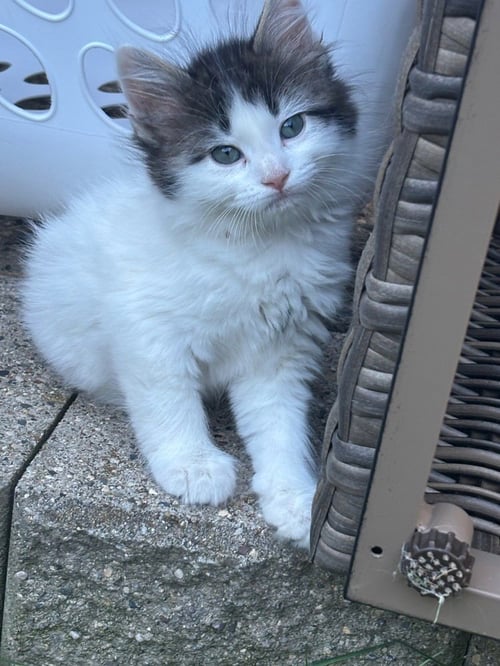 BANG - Domestic Medium Hair available for adoption