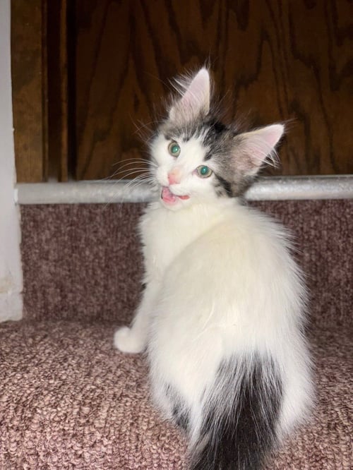 BANG *NO LONGER ACCEPTING APPLICATIONS* - Domestic Medium Hair available for adoption