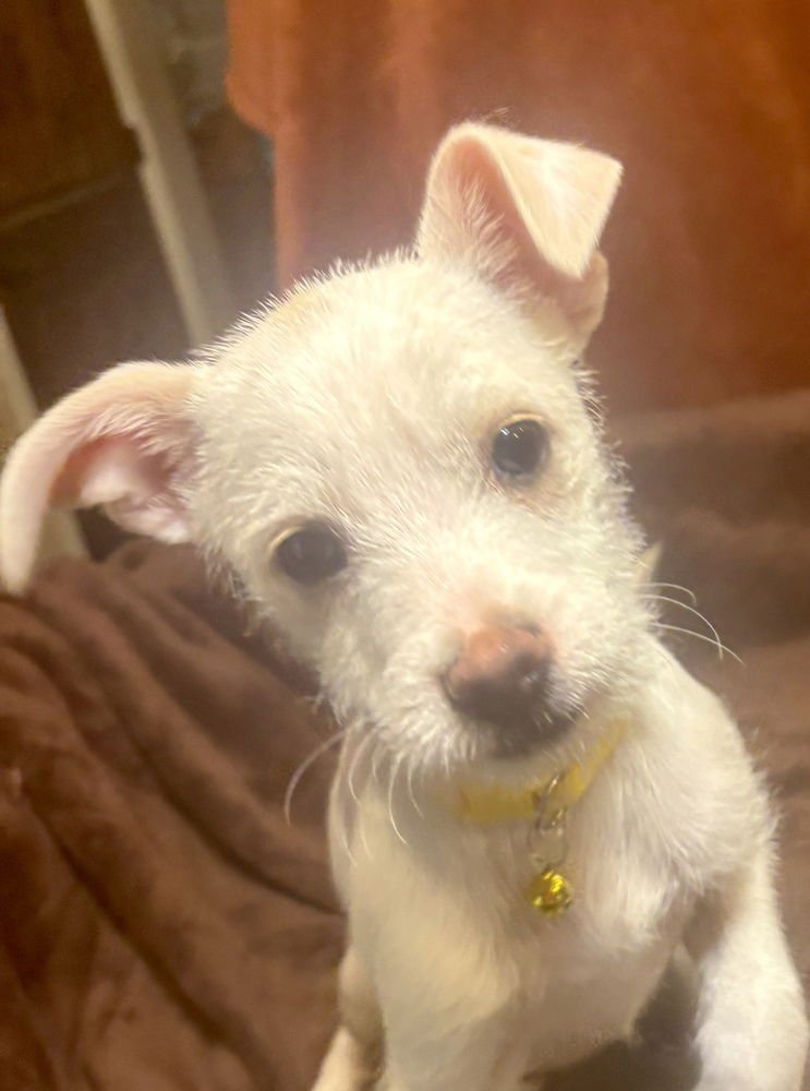 MORGAN - Chihuahua / Terrier available for adoption