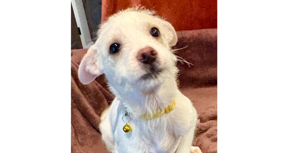 MORGAN - Chihuahua / Terrier available for adoption