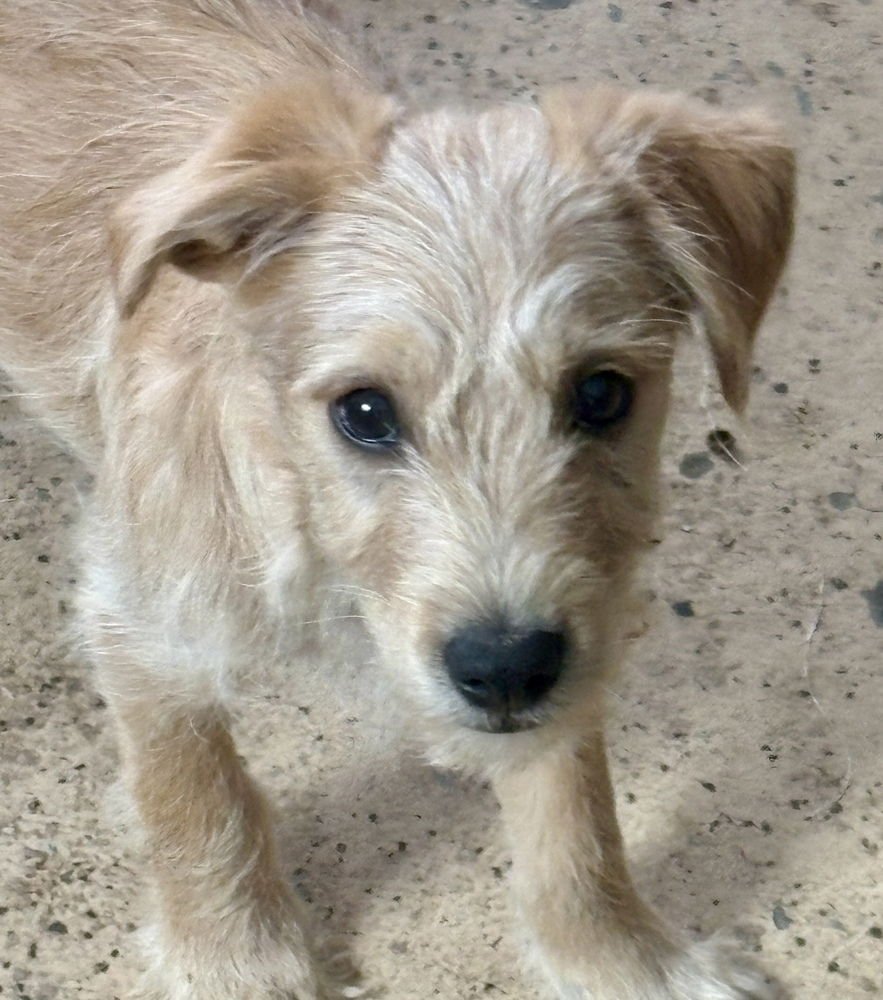 SKY - Terrier / Schnauzer available for adoption