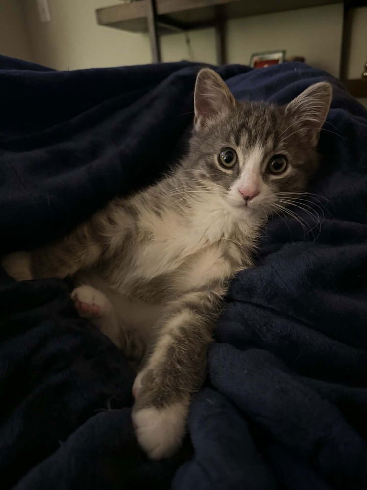 COBWEB-"MULTIPLE APPLICATIONS - Domestic Short Hair available for adoption