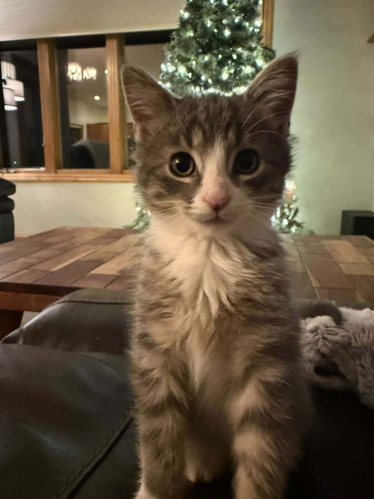 COBWEB-"MULTIPLE APPLICATIONS - Domestic Short Hair available for adoption