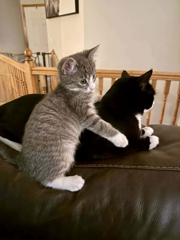 Cobweb-"Multiple Applications - Photo 3