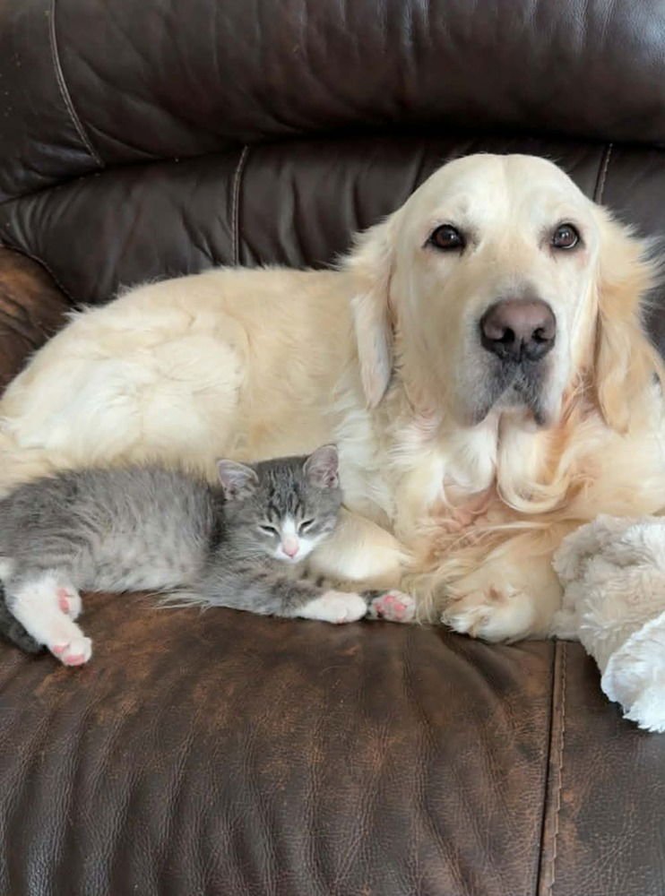 Cobweb-"Multiple Applications - Photo 4