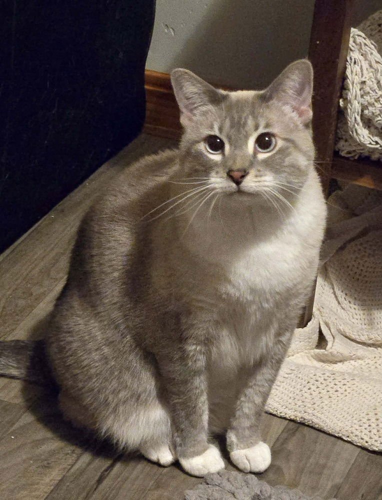 GINGER -(BONDED WITH MARY ANN) - Domestic Short Hair / Siamese available for adoption