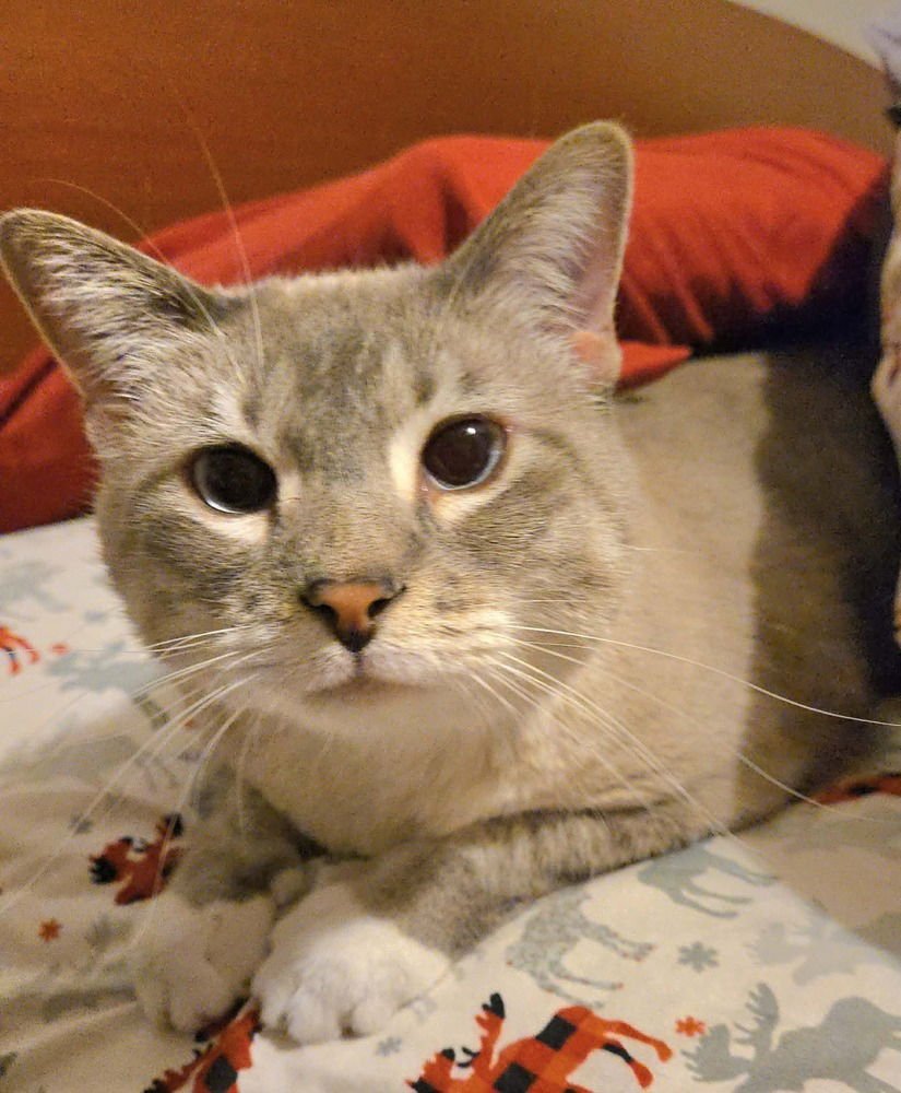 GINGER -(BONDED WITH MARY ANN) - Domestic Short Hair / Siamese available for adoption