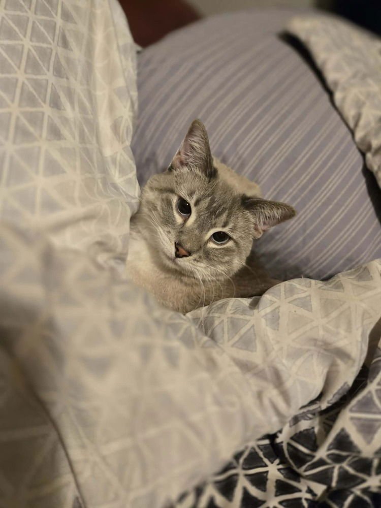 Ginger -(Bonded with Mary Ann) - Photo 3