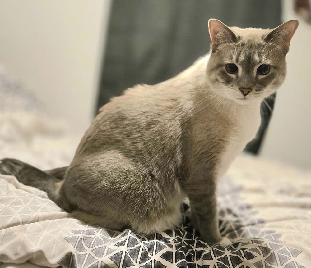 Ginger -(Bonded with Mary Ann) - Photo 4