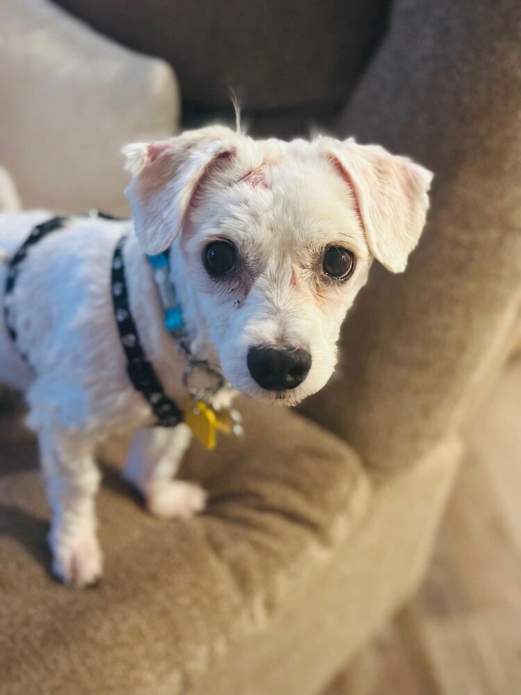 GLITTERATI - Maltese available for adoption