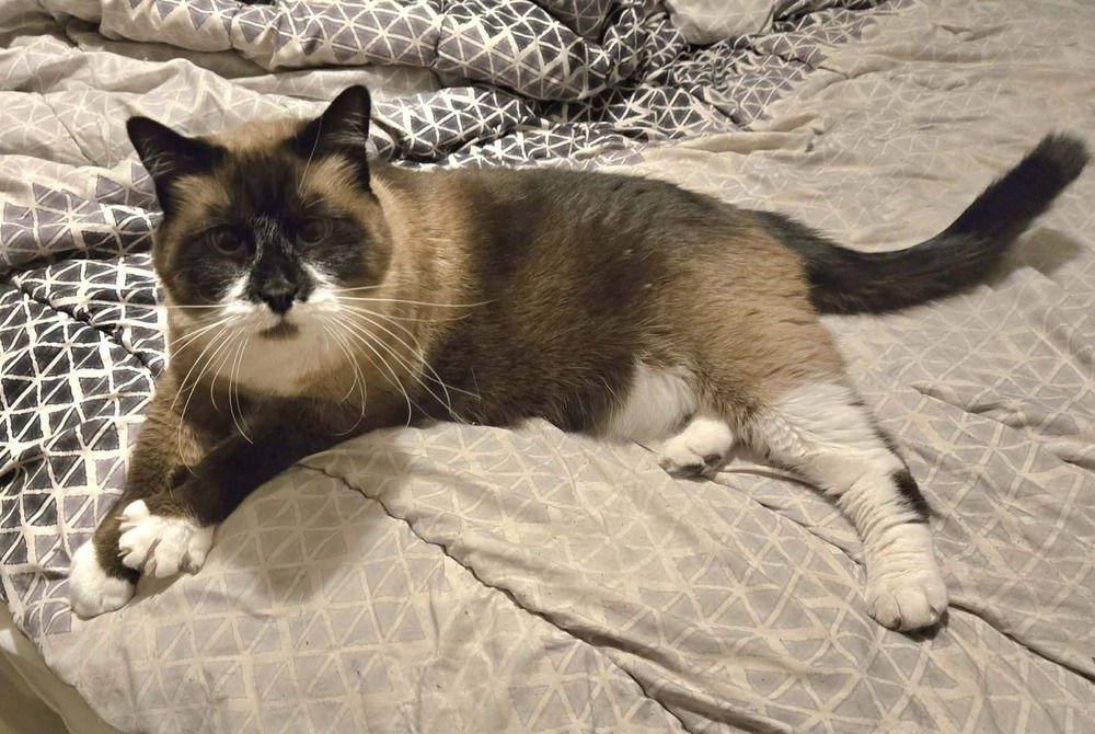 MARY ANN- ( BONDED WITH GINGER) - Siamese / Snowshoe available for adoption