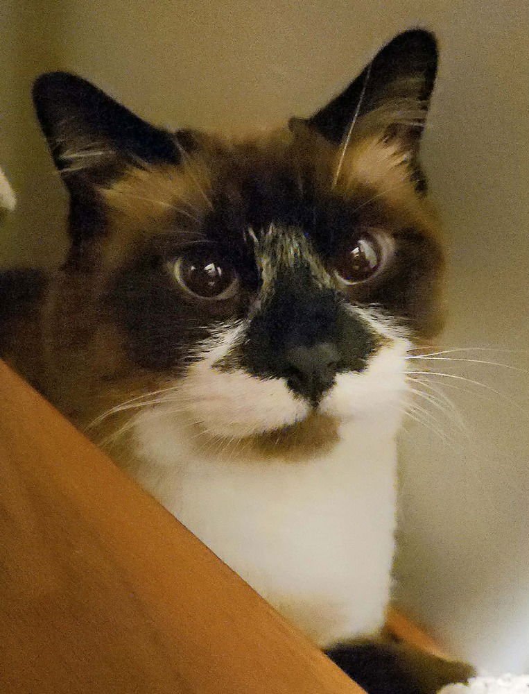 MARY ANN- ( BONDED WITH GINGER) - Siamese / Snowshoe available for adoption