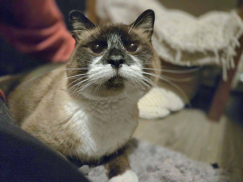 Mary Ann- ( Bonded with Ginger) - Photo 3