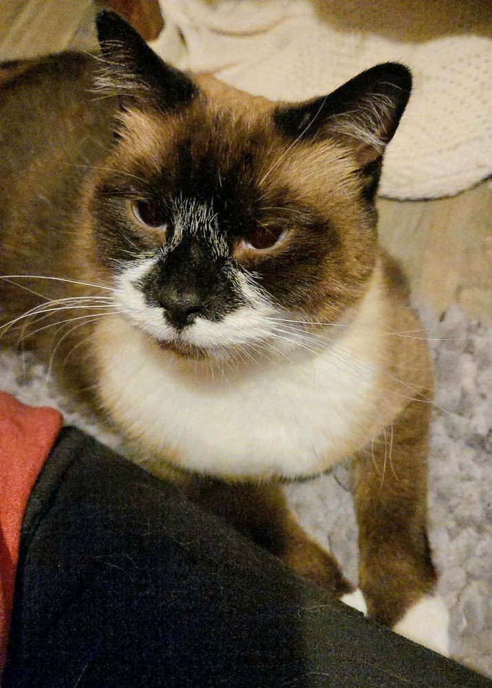 Mary Ann- ( Bonded with Ginger) - Photo 4