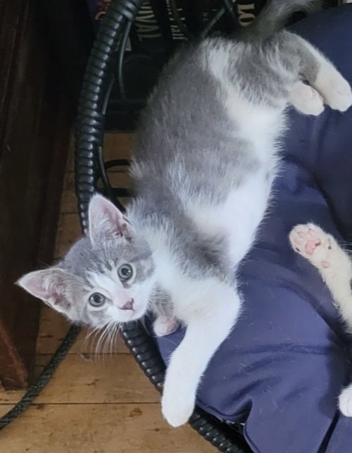 PIXIE - Domestic Short Hair available for adoption
