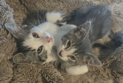 PIXIE - Domestic Short Hair available for adoption