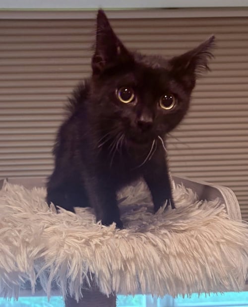 ELLIE - Domestic Short Hair available for adoption