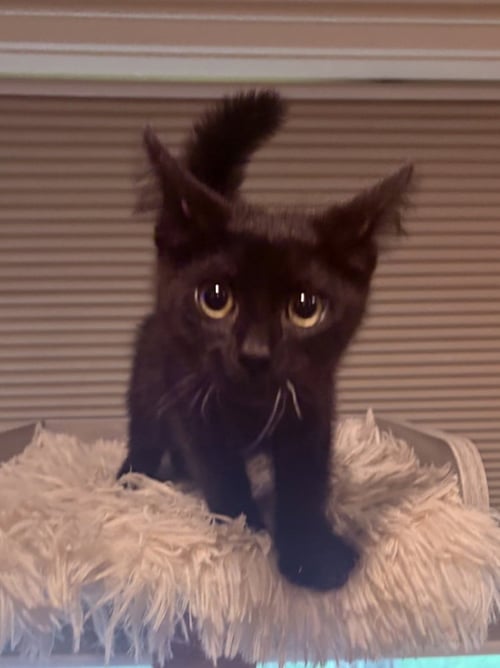ELLIE - Domestic Short Hair available for adoption