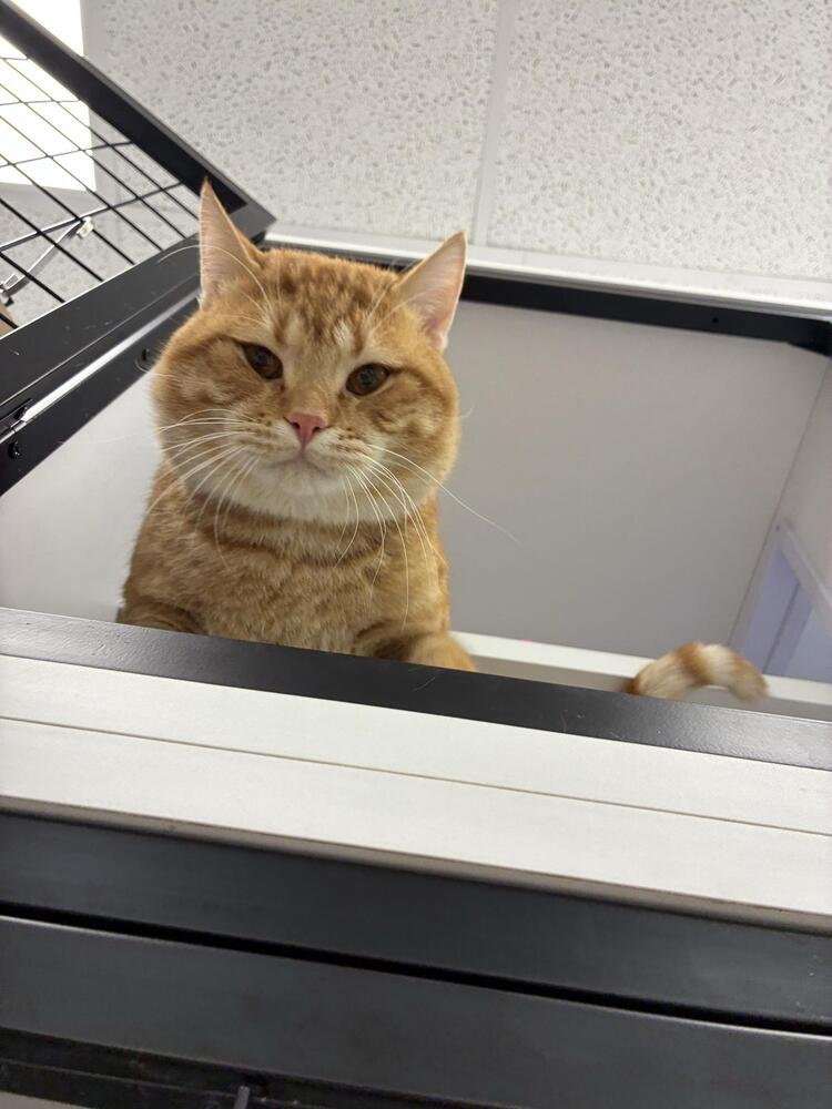 DAVIE - Domestic Short Hair / Domestic Short Hair available for adoption