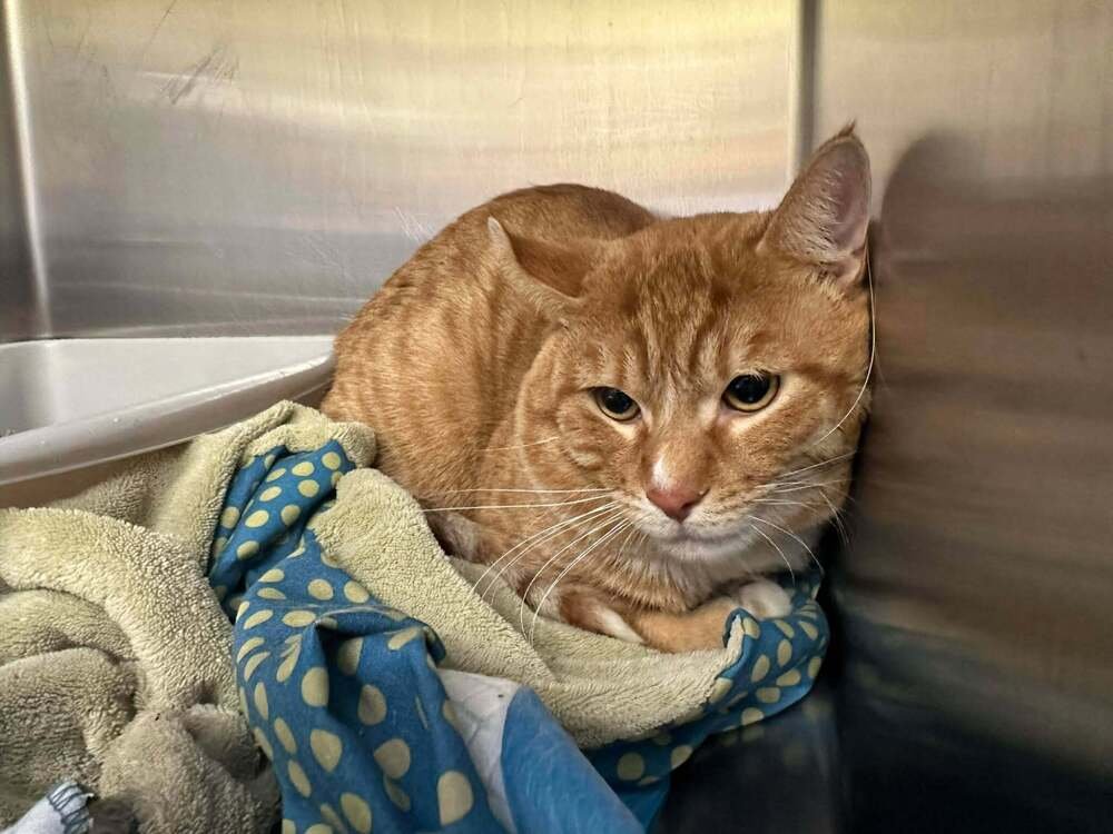 DAVIE - Domestic Short Hair / Domestic Short Hair available for adoption