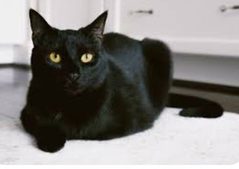 HALLE BERRY ~BONDED WITH  ADELE~ SHOP CATS - Domestic Short Hair available for adoption