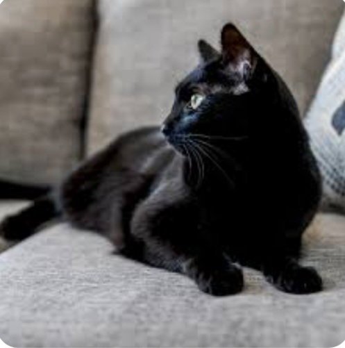 HALLE BERRY ~BONDED WITH  ADELE~ SHOP CATS - Domestic Short Hair available for adoption