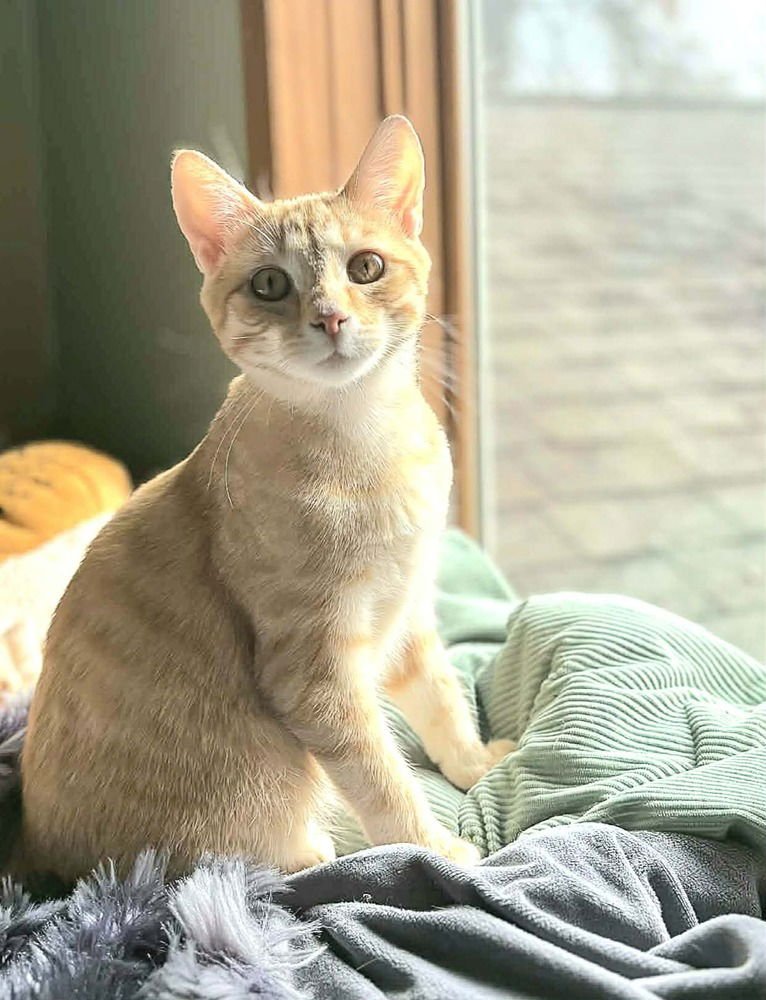 SOCK- "MEET ME AT EDEN PRARIE CHUCK AND DONS - Domestic Short Hair available for adoption