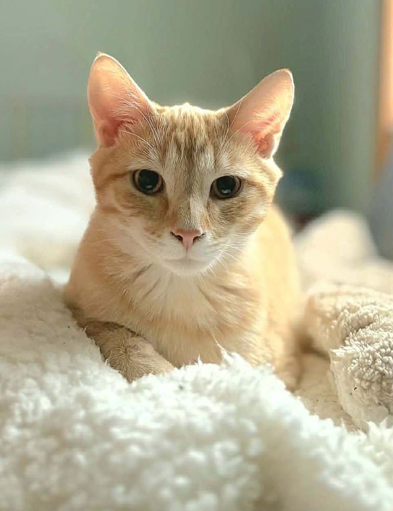 SOCK- "MEET ME AT EDEN PRARIE CHUCK AND DONS - Domestic Short Hair available for adoption