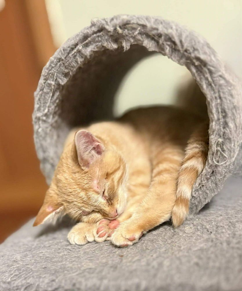 Sock- "Meet Me At Eden Prarie Chuck And Dons - Photo 4