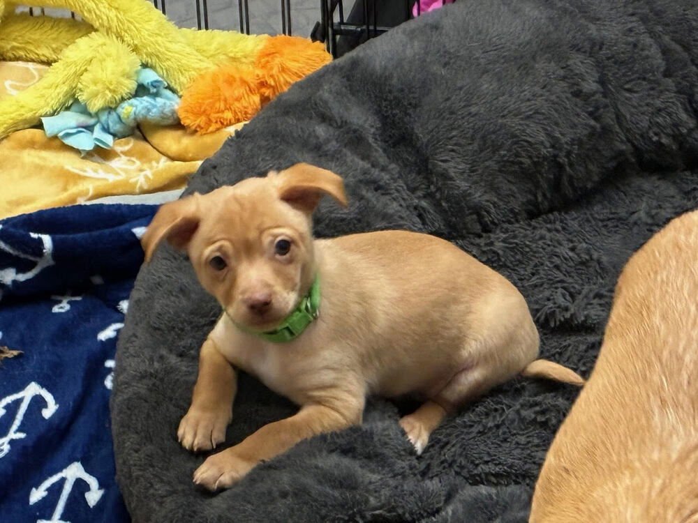 MISTER ROGERS - Chihuahua available for adoption