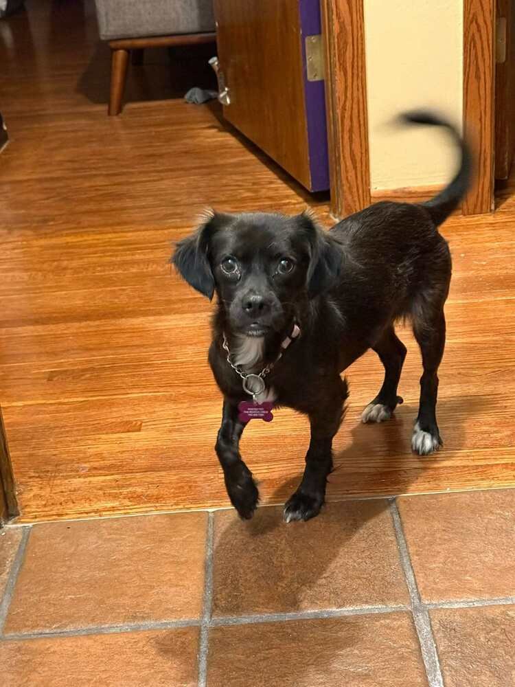 POLLYANNA - Chihuahua / Pug available for adoption