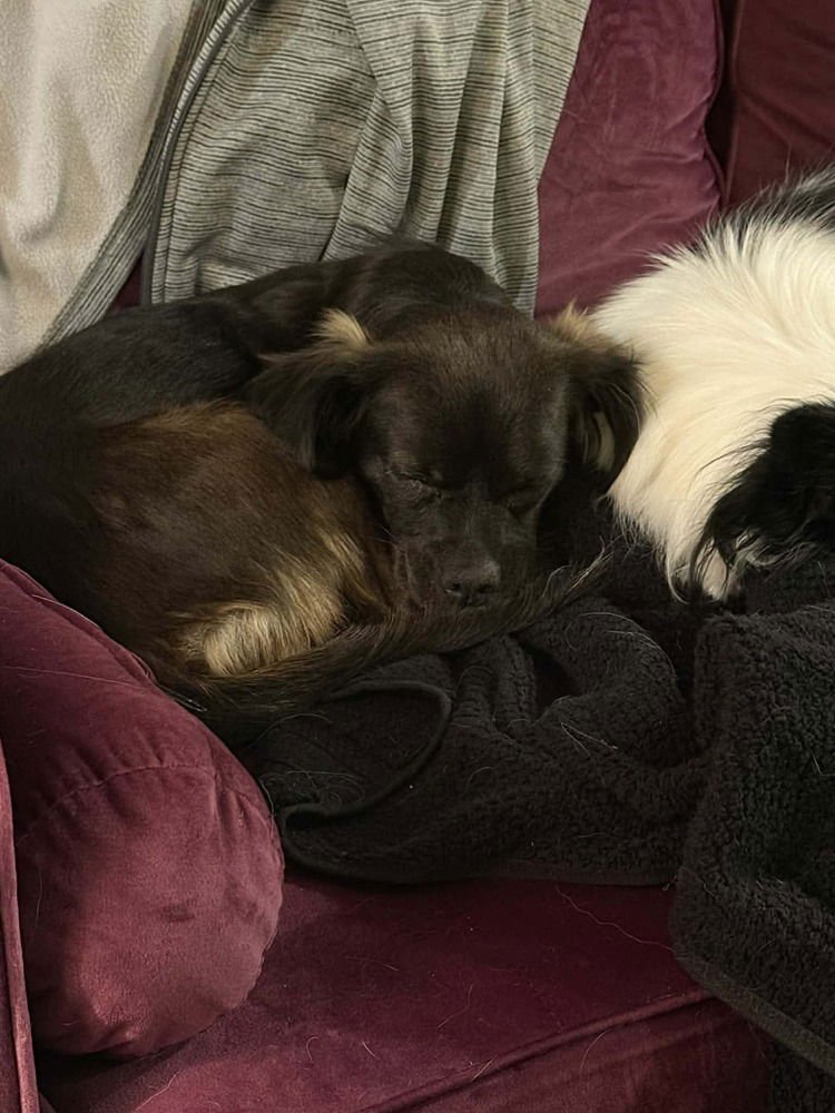 POLLYANNA - Chihuahua / Pug available for adoption