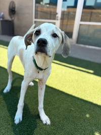 Gavin~FOSTER or FOSTER TO ADOPT NEEDED~ - Photo 2