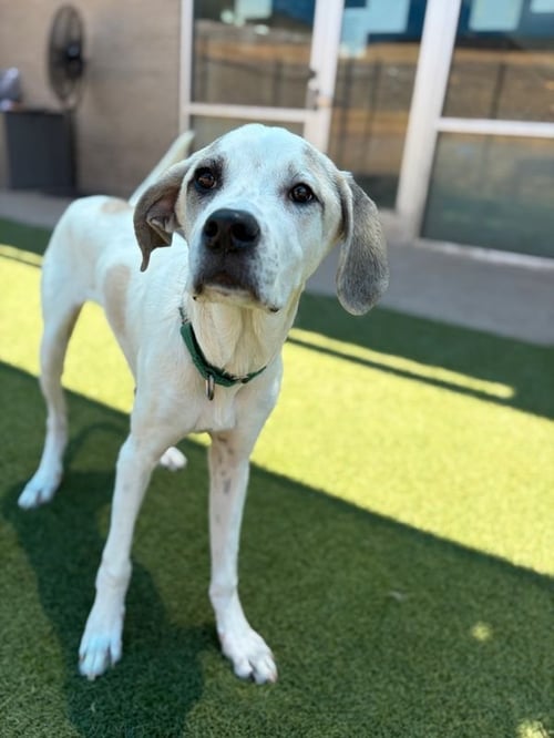 GAVIN~FOSTER OR FOSTER TO ADOPT NEEDED~ - Great Dane available for adoption