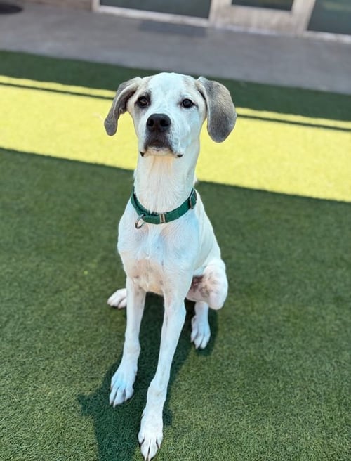 GAVIN~FOSTER OR FOSTER TO ADOPT NEEDED~ - Great Dane available for adoption