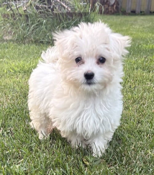 CIRRUS - Poodle (T-Cup) / Maltese available for adoption