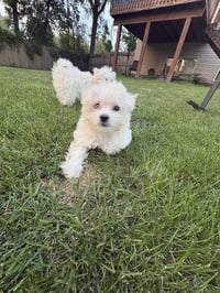 Cirrus - Photo 2
