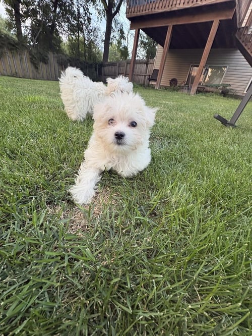 CIRRUS - Poodle (T-Cup) / Maltese available for adoption
