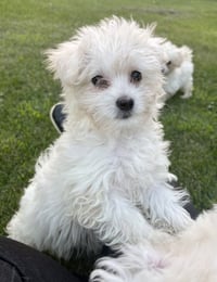 Cirrus - Photo 4