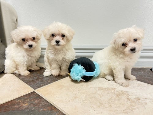 CIRRUS-"NO LONGER ACCEPTING APPLICATIONS - Poodle (T-Cup) / Maltese available for adoption