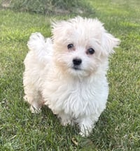 Cirrus - Photo 3