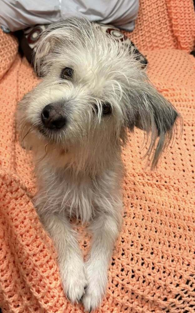 LOBU - Maltese / Terrier available for adoption