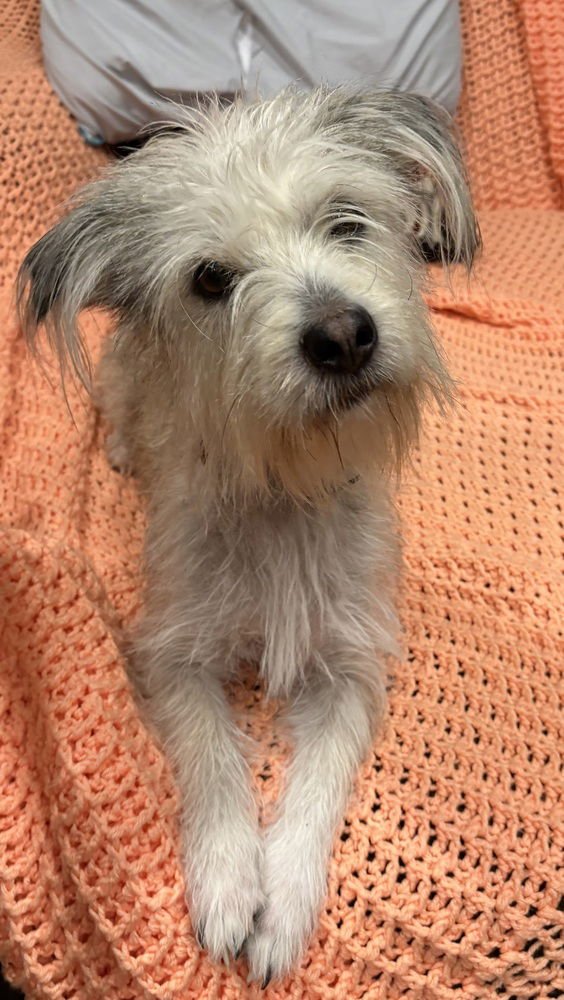 LOBU - Maltese / Terrier available for adoption