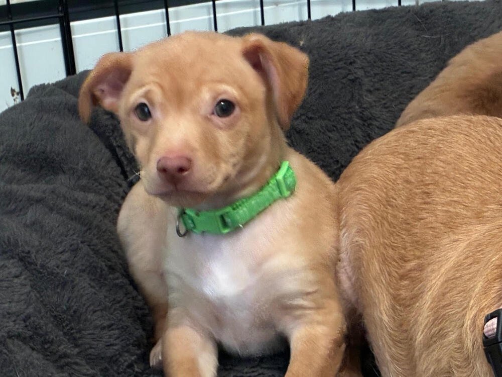 MISTER ROGERS - Chihuahua available for adoption