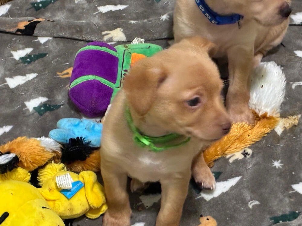 MISTER ROGERS - Chihuahua available for adoption