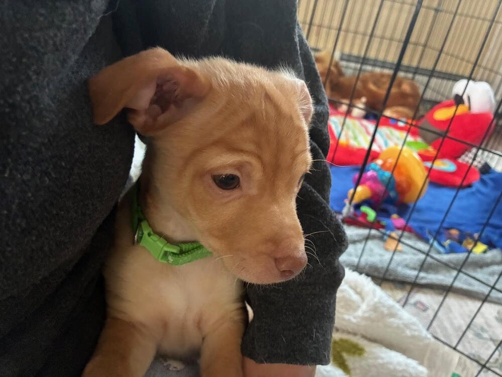 Mister Rogers - Photo 3